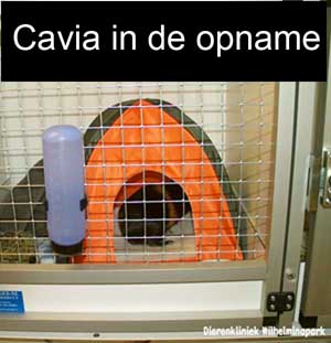 Een cavia in de opname geven we een beschut plekje met een tentje in de opname van Dierenkliniek Wilhelminapark